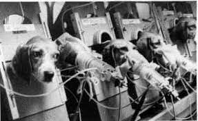 Severance TV Show: The Karmic Matrix of Control - Nazi experiment on animals