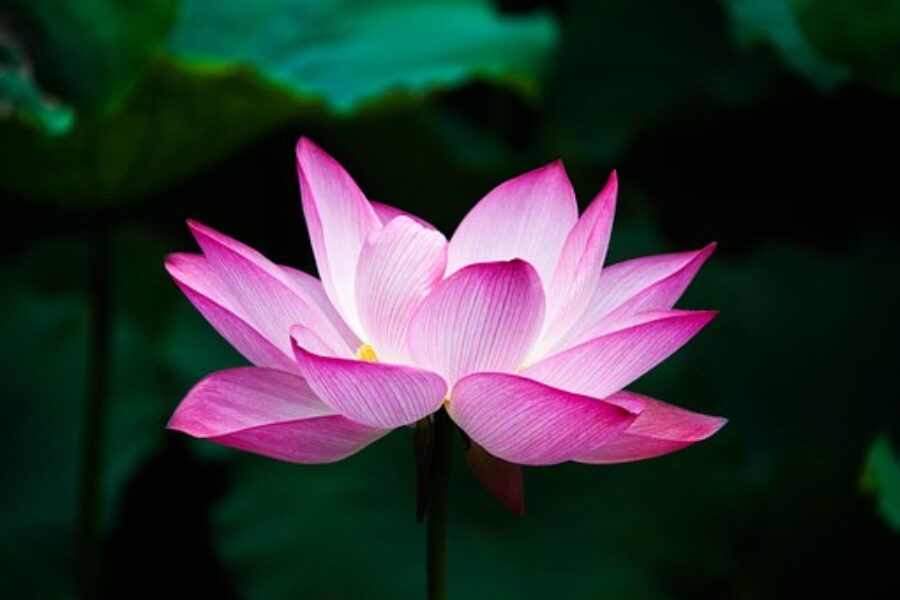 How to transform to a Light Being? 2. part and a free book.