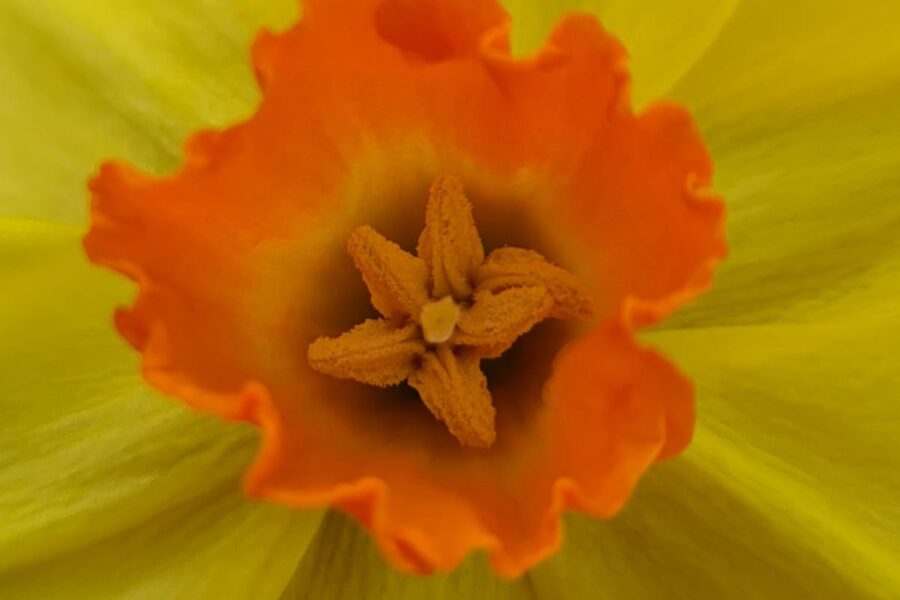 Romana’s beautiful greeting spring photo collage